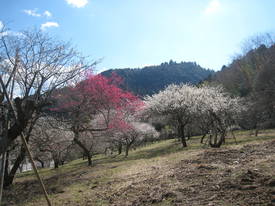 高尾