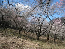 高尾