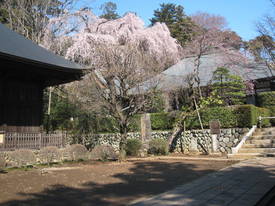 枝垂れ桜