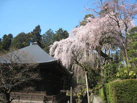 枝垂れ桜
