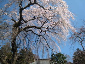 枝垂れ桜