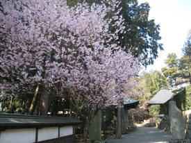 枝垂れ桜