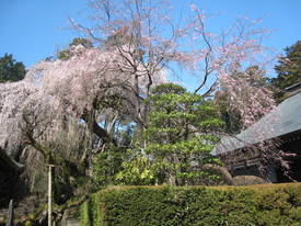 枝垂れ桜