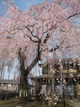 高楽寺