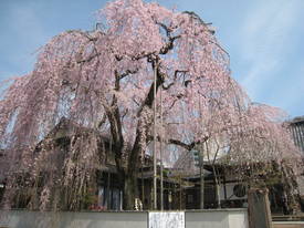 高楽寺