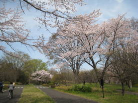 昭和記念公園