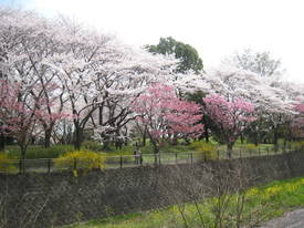 昭和記念公園