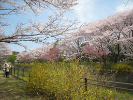 昭和記念公園