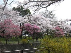 昭和記念公園
