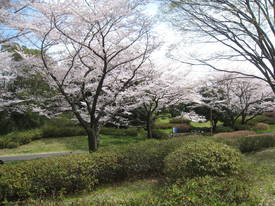 昭和記念公園