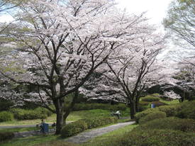 昭和記念公園
