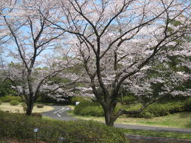 昭和記念公園