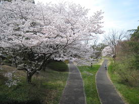 昭和記念公園
