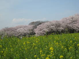 昭和記念公園