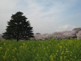 昭和記念公園