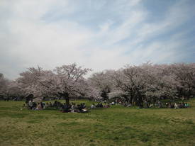 昭和記念公園