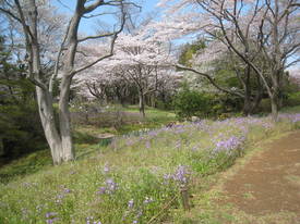 昭和記念公園