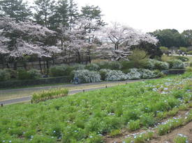 昭和記念公園