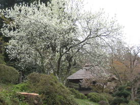 広徳寺
