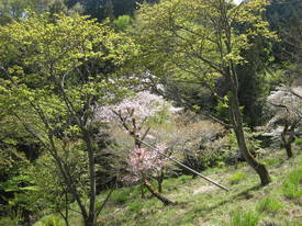 森林公園