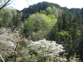 森林公園