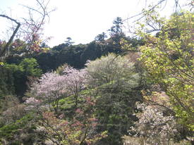 森林公園