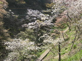 森林公園