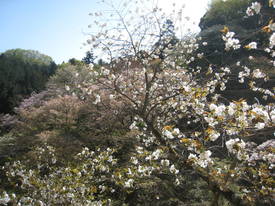 森林公園