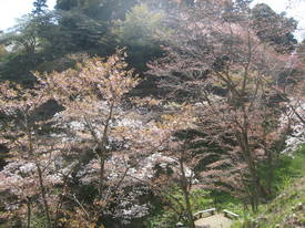 森林公園