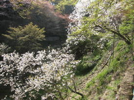 森林公園