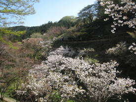 森林公園