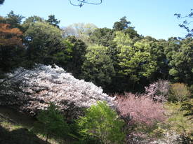 森林公園