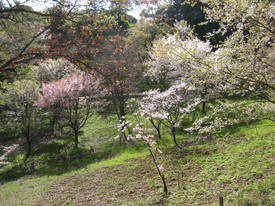 森林公園