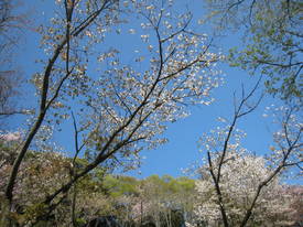森林公園