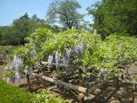 神代植物公園