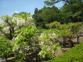 神代植物公園