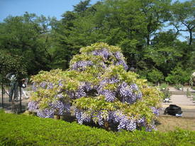 神代植物公園