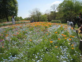 昭和記念公園