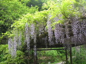 百草園