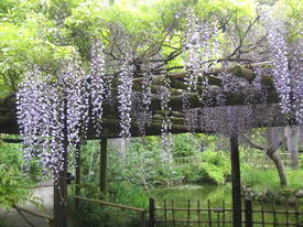 百草園