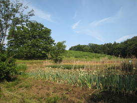 野津田