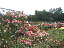 神代植物公園