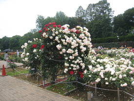 神代植物公園