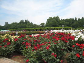 神代植物公園