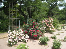 神代植物公園