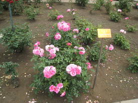 神代植物公園