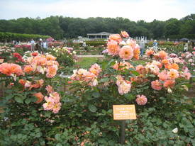 神代植物公園