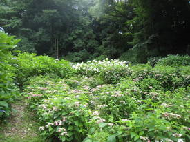 薬師池公園