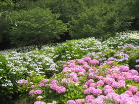 相模原北公園