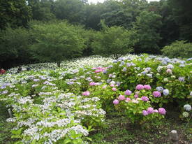 相模原北公園